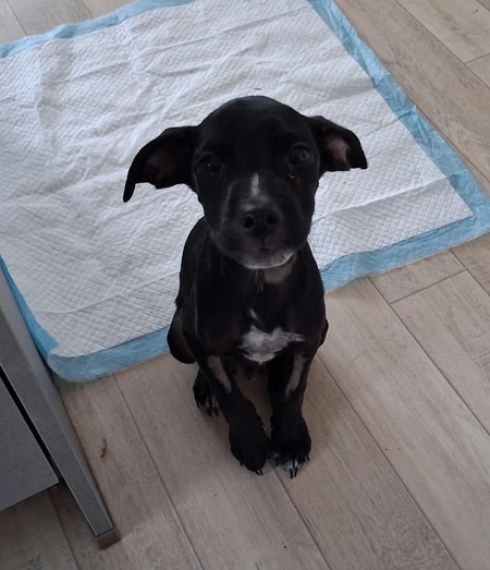 Adopter Nyx