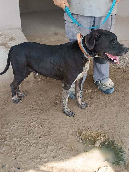 Adopter Salsa