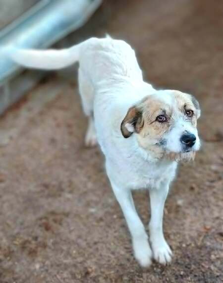 Adopter Manille