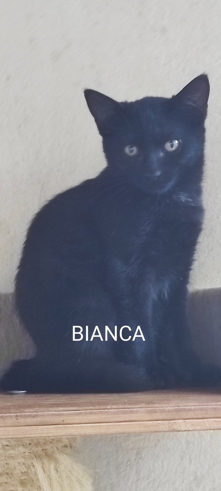 Adopter Bianca