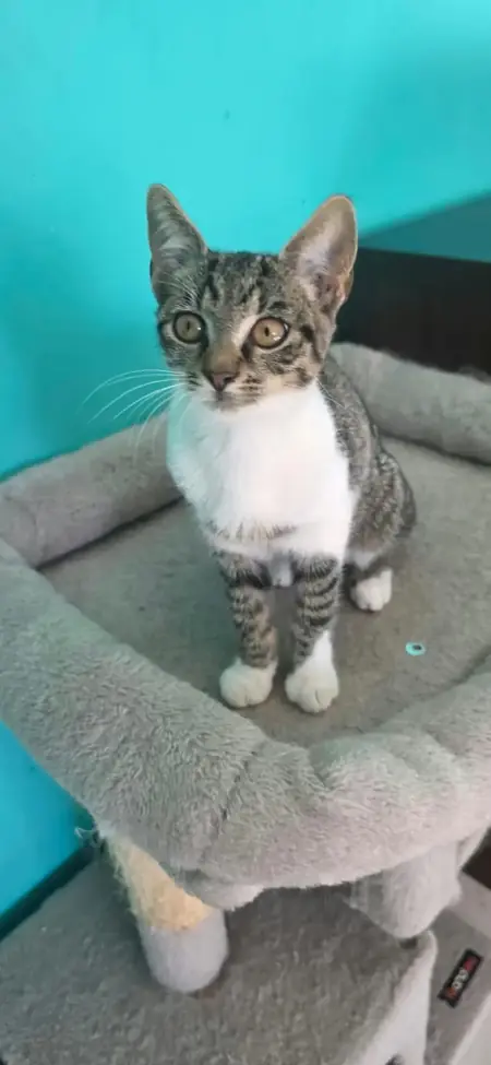 Adopter Fumy