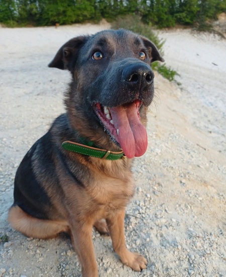 Adopter Meet