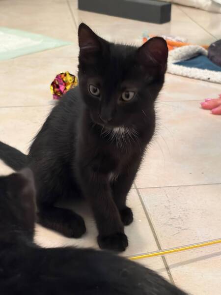 Adopter MEÏ et MICHI