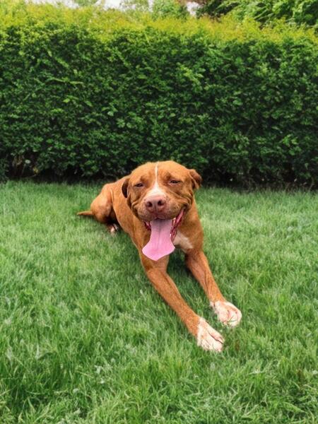 Adopter Starlett