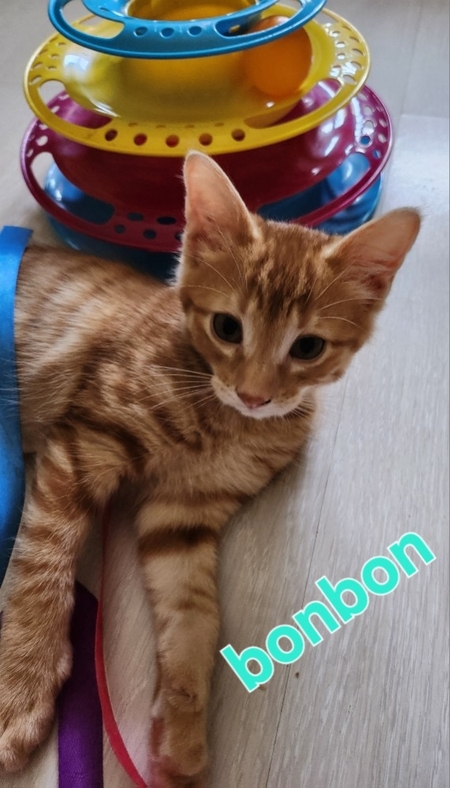 Adopter BONBON