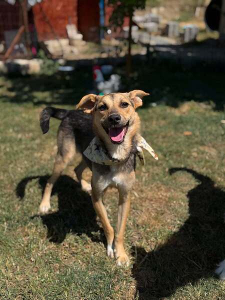 Adopter Bélize