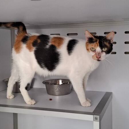 Adopter BELINDA