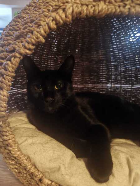 Adopter Gigi