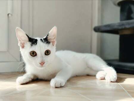 Adopter Orus