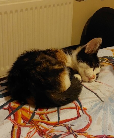 Adopter Betty Boop