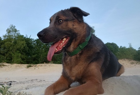 Adopter Meet