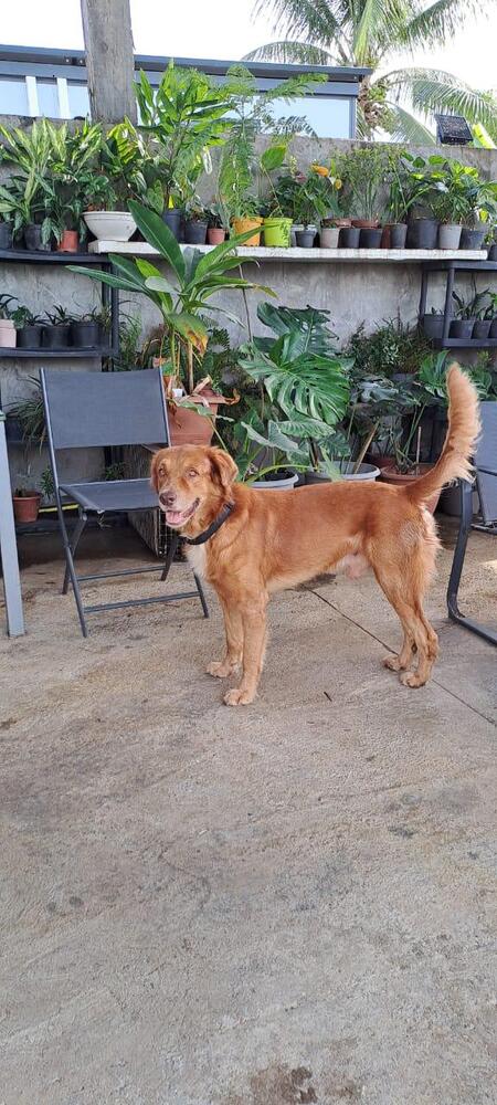 Adopter Maroon