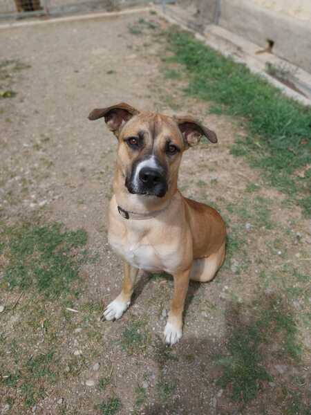 Adopter Iris