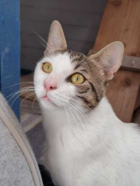 Adopter LANCELOT