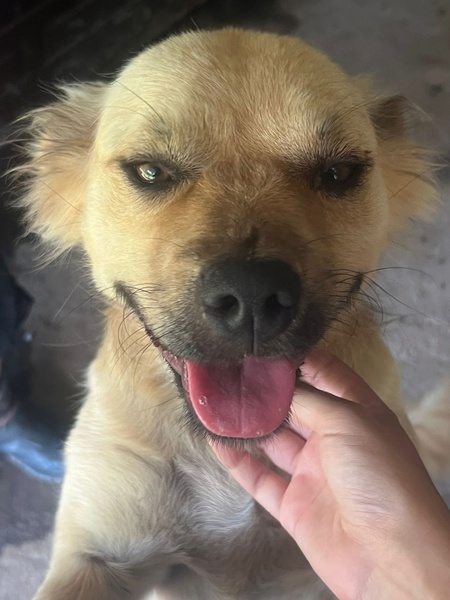 Adopter Gatine