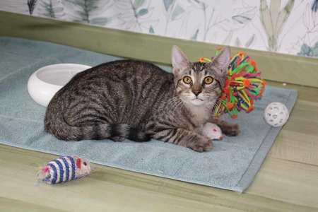 Adopter Banjo