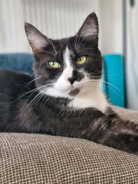 Adopter Litha