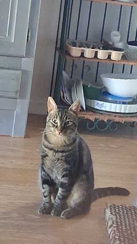 Adopter CRAIG