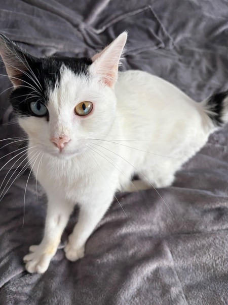 Adopter Snoppy