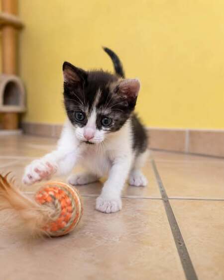 Adopter Praline