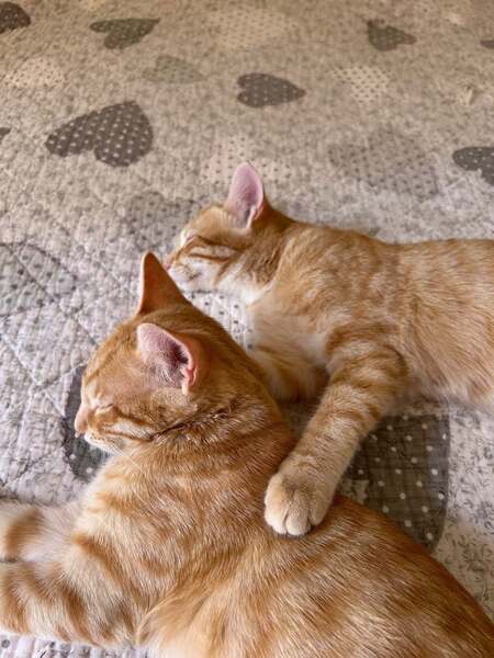 Adopter Theodore et Archibald