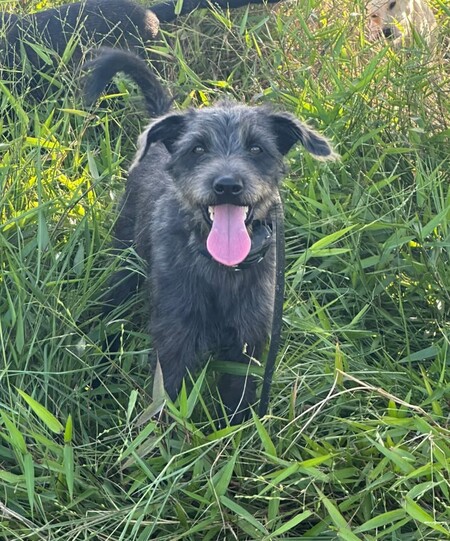 Adopter REMBO