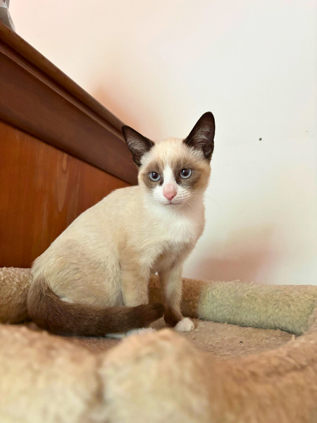 Adopter Bao
