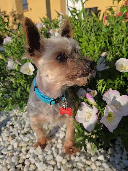 Adopter KIMO