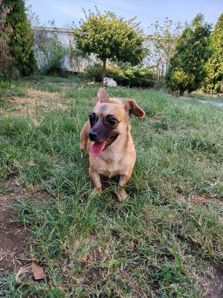 Adopter Ema