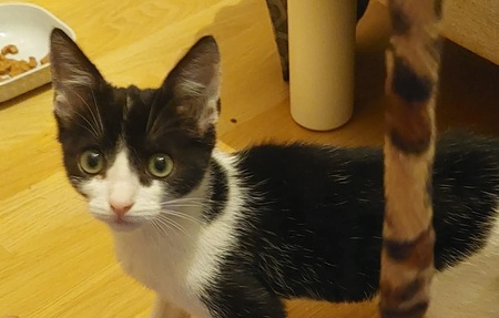 Adopter Oslo