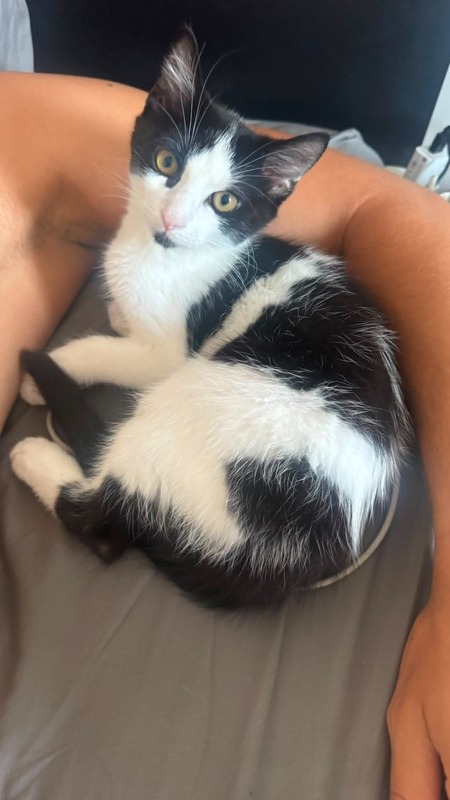 Adopter Arthur
