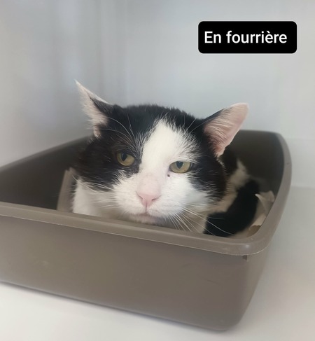 Adopter Félix