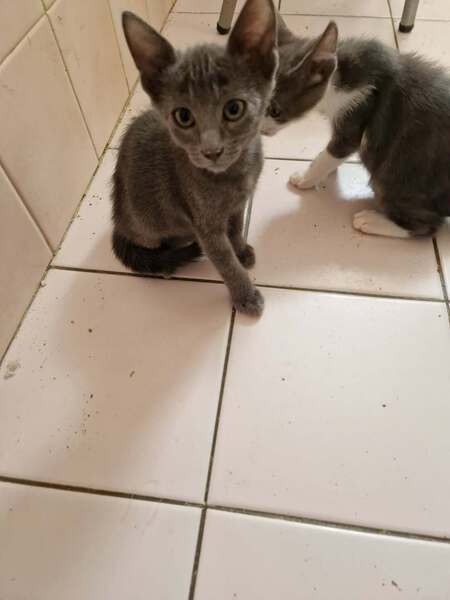Adopter Bisou