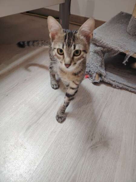 Adopter KREMA