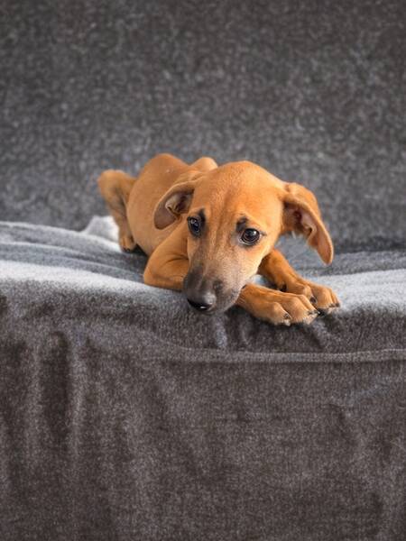 Adopter Luciole