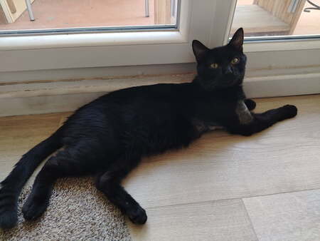 Adopter Edward