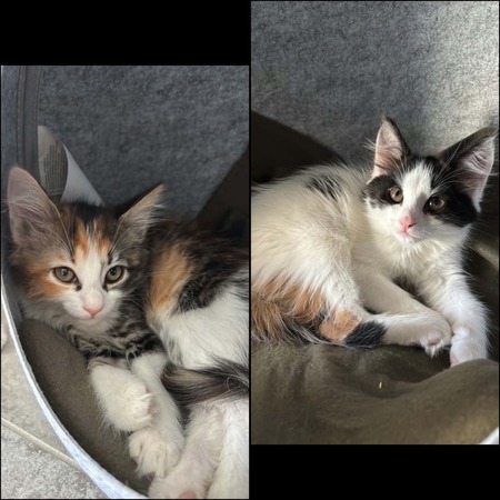 Adopter Ti Punch & Marquisette