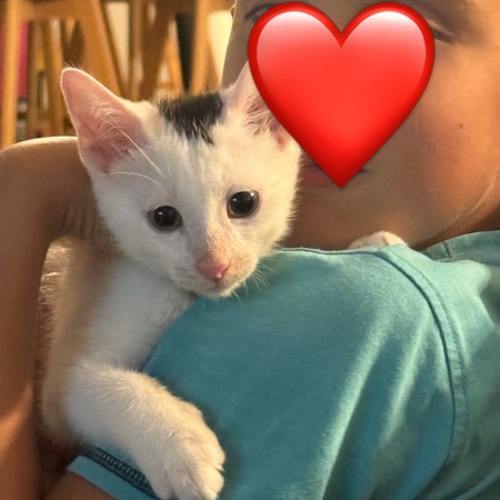 Adopter Tobby