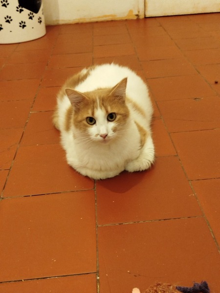 Adopter Pepito