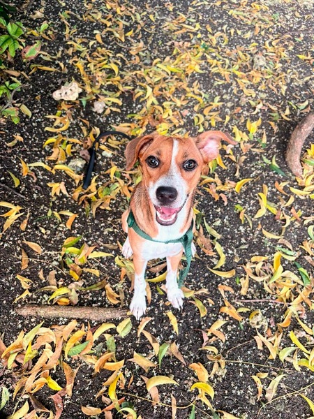 Adopter Changai