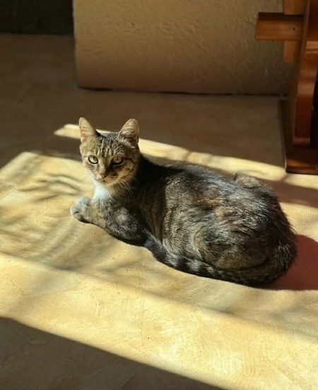 Adopter Carole