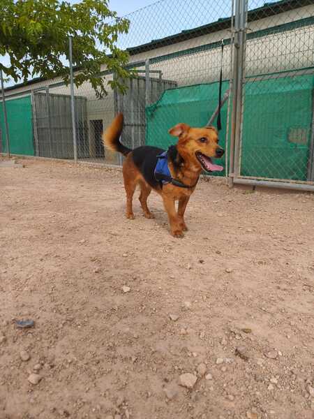 Adopter Bruno