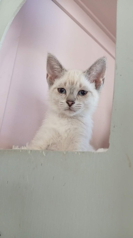 Adopter CHAÏ