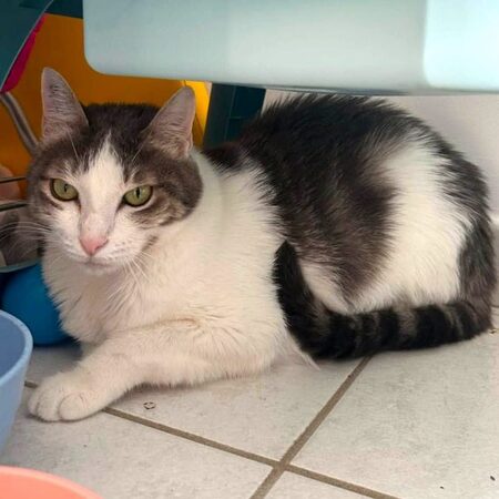 Adopter Aurore 