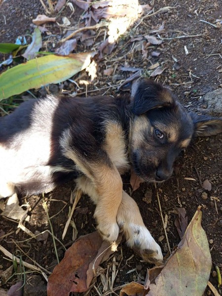Adopter Salaze