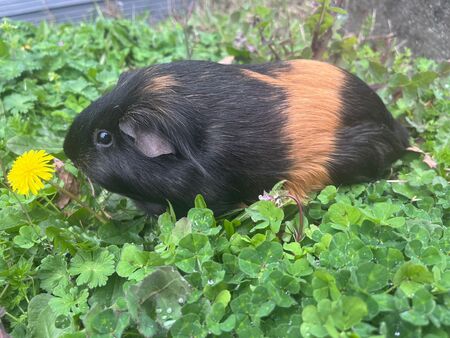 Adopter Little