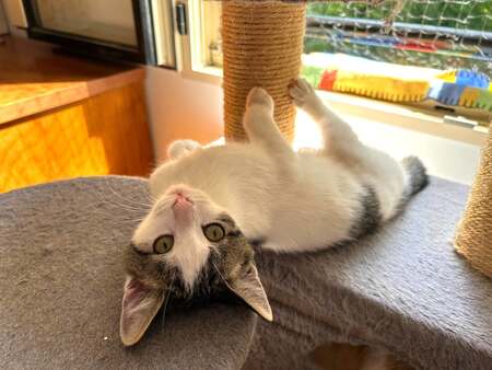 Adopter LE FRANGIN