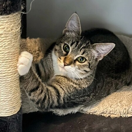 Adopter Matcha