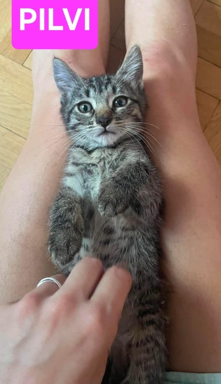 Adopter PILVI