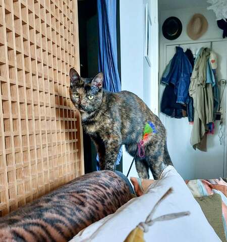 Adopter Indina